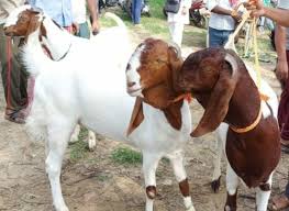 सावन के बाद बिहार में बकरा चोर का आतंक बढ़ा, सूट-बूट पहनकर बुलेट पर खस्सी लेकर भागते पकड़े गए