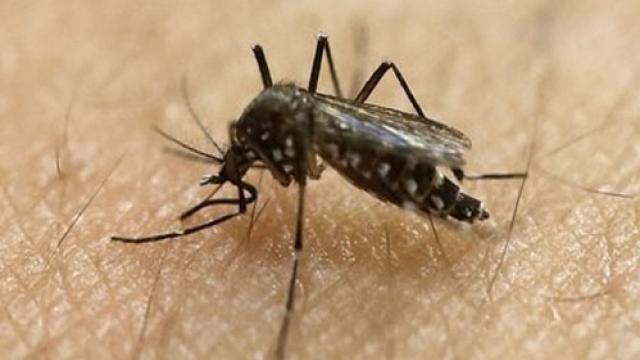 mosquito_borne_infections_filariasis__1578116847
